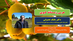 آموزش هرس زمستانه کیوی