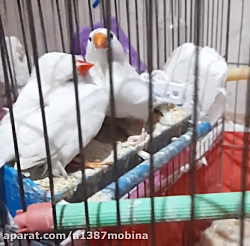 بوس کردن فنچ های من