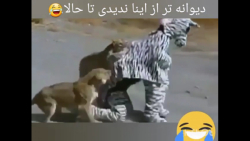 شیرها افتادن به جون گور خر تقل...