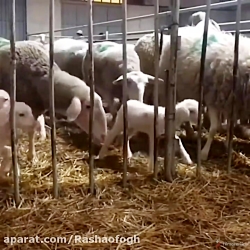 آموزش پرورش گوسفند (از شیر گرفتن بره ها در گوسفندان)