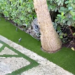 تولید پخش و نصب انواع چمن مصنو...