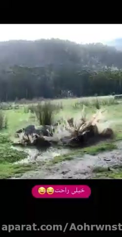 مواظب پشتک وارونه های خود باشی...