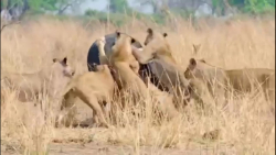 فیلم مستند شکار بوفالو توسط شی...