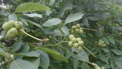 فروش نهال گردو پاکوتاه