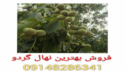 فروش بهترین نهال گردو خوشه ای