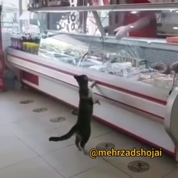 ویدیو مهرزاد شجاعی