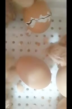 در آمدن جوجه از تخم