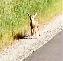 ته خنده قسمت دوم ( با صدا ببین...