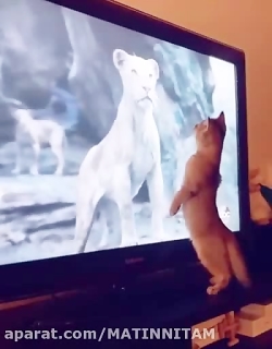 ماده رو دوس داره اما نر رو نهه...