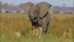 فیلم مستند دیدنی عجایب شکارهای...