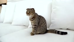 دیانا و روما - دیانا روما