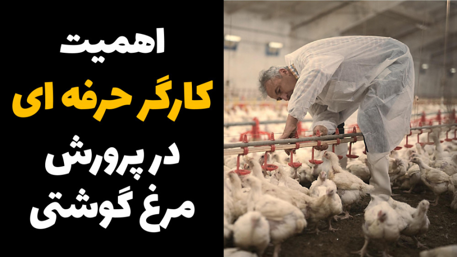 اهمیت و ارزش کارگر حرفه ای در پرورش مرغ گوشتی دکتر محمد مهدی عبدالهی (دامپزشک)