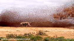 آهنگ سعید آسایش