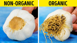 ترفندهای مفید برای تازه نگه دا...