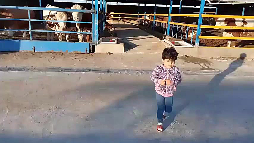 محدثه غلامی در گاوداری اشتهارد زمستان سال ۱۳۹۹ دکتر مهدی مهدوی طلب از اشتهارد