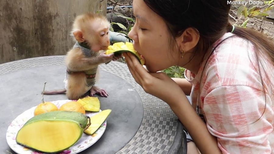 تصویر از انبه خوردن بچه میمون بامزه
