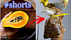 ترفند های جالب باغبانی | چگونه...