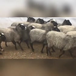 آموزش پرورش گوسفند (معرفی نژاد رومانوف)