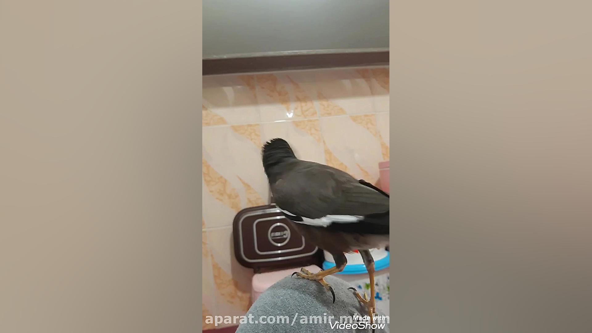 خارش شدید بدن مرغ مینا کامپوزیت ونیر