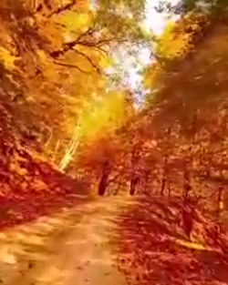 استوری جاده جنگلی پائیزی (فوق...