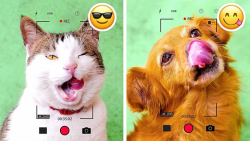 ترفندهای حیوانات خانگی  40 ترف...