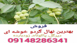 فروش نهال گردو ۰۹۱۴۸۲۸۶۳۴۱