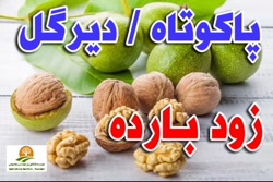 فروش نهال گردو   ۰۹۱۴۸۲۸۶۳۴۱