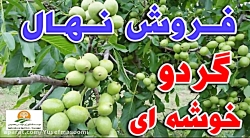 فروش نهال گردو   ۰۹۱۴۸۲۸۶۳۴۱
