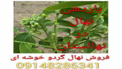 فروش نهال گردو  ۰۹۱۴۸۲۸۶۳۴۱