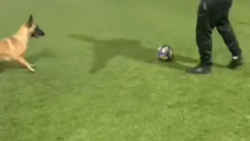 سگ فوتبالیست