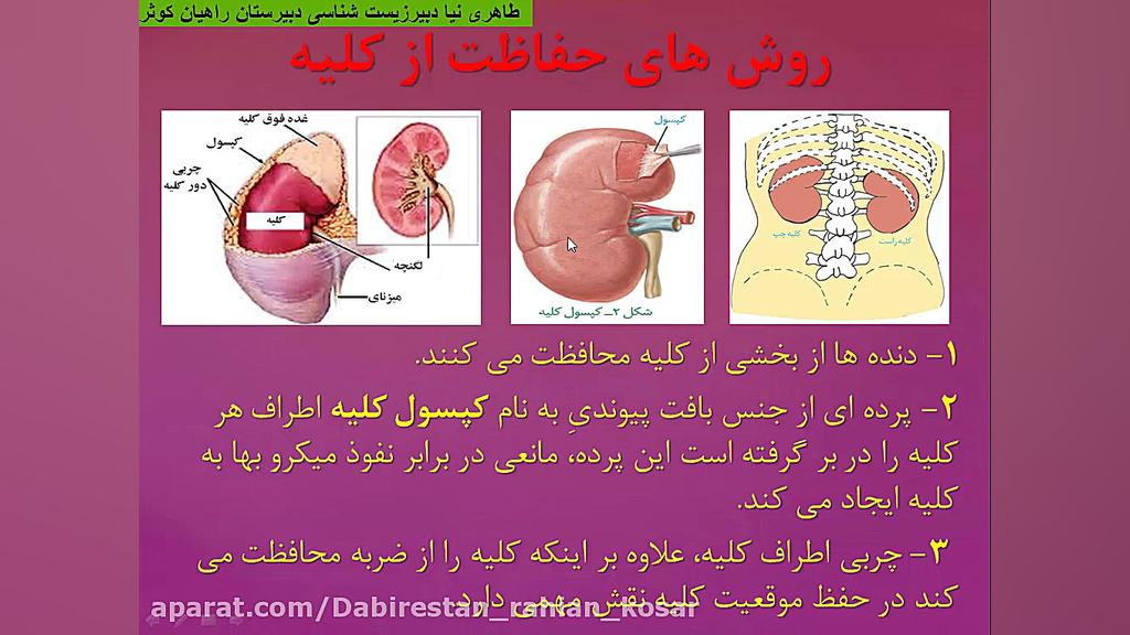 آناتومی کلیه ها (زیست دهم فصل5) طاهری نیا پاکسازی پوست