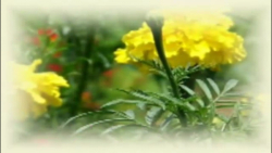 یا ابا صالح المهدی (عج) ادرکنی