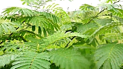 دارابکلا  درخت زبان گنجشک سیدع...