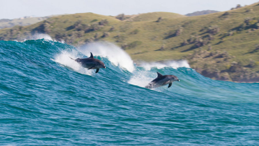مستند زندگی جانوران در طبیعت دلفین هابرای کودک و نوجوان Dolphin Reef 2020 زمان4606ثانیه