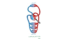 قلب کنکور تضمینی 09156642389