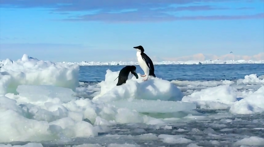 مستند زندگی جانوران پنگوئن ها برای کودکان و نوجوانان Penguins 2019 زمان4576ثانیه