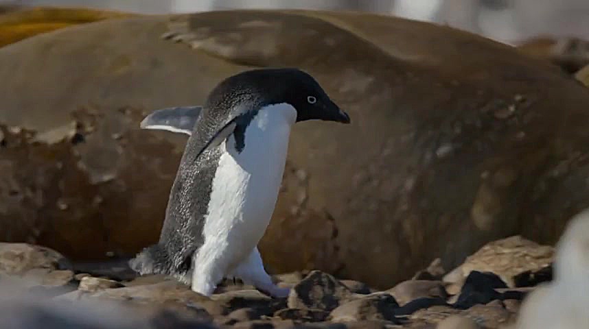 مستند زندگی جانوران پنگوئن ها برای کودکان و نوجوانان Penguins 2019 زمان4576ثانیه