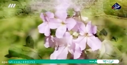 مولودی امام محمد باقر علیه السلام