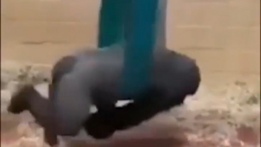 حیوانات بازیکوش (39): تاب‌بازی خانم و آقای گوریل! زمان17ثانیه