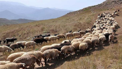 گله گوسفند و چرا گوسفندان در دشت... تربت جام اردیبهشت99