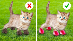 ترفندهای درخشان برای صاحبان حی...