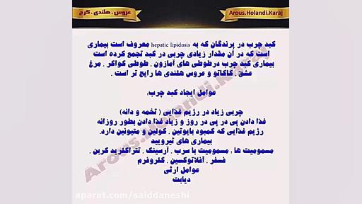 کبد چرب در عروس هلندی و طوطی پیلینگ