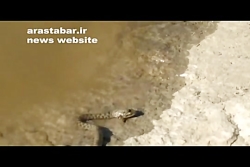 جدال دو مار بر سر یک قورباغه!