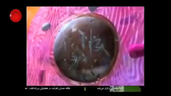 راز نماز  ژن خدایی