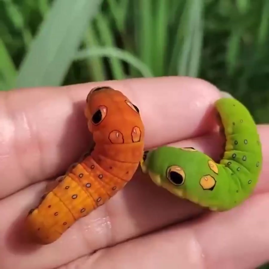 Гусеница бабочки Spicebush Swallowtail. Papilio Troilus гусеница. Парусник троил гусеница. Гусеницы похожие на игрушечных.