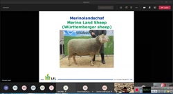 پرورش گوسفند مرینوس در آلمان