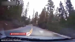 سقوط درخت ۶۱ متری بر روی یک خو...