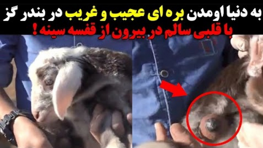 به دنیا اومدن بره ای عجیب در بندر گز با قلبی بیرون از قفسه سینه ! زیبایی پوست