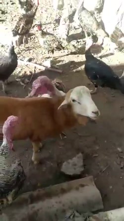 گوسفند مهربان