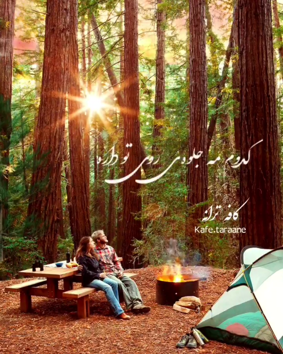 В лесу отдыхают люди. Друзья в походе. Место отдыха в лесу. Группа людей на природе. Люди на пикнике в лесу.